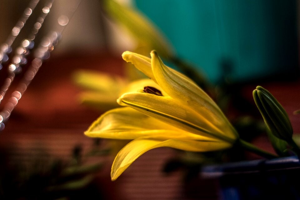 Flower yellow lily