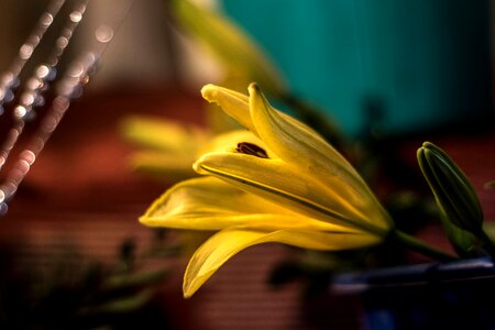 Flower yellow lily photo