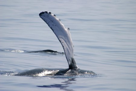 HIHWNMS - humpback fin-NOAAPermit782-1438 photo