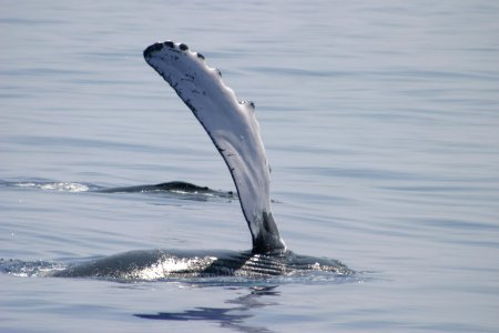 HIHWNMS - humpback fin-NOAAPermit782-1438