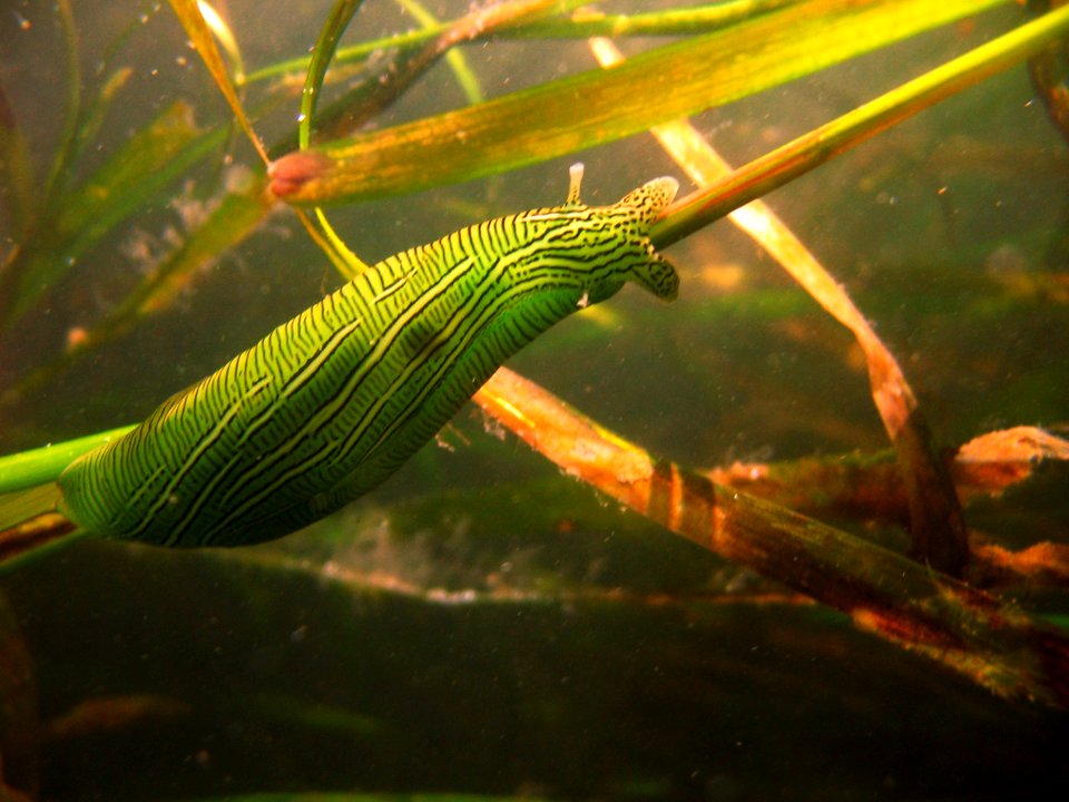 GFNMS - Taylors Sea Hare