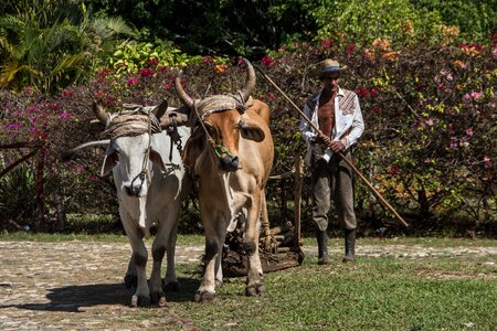 Livestock farm cuba