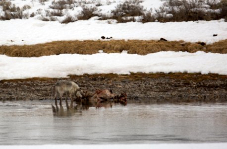 Wolf on a bison carcass, Hayden Valley photo