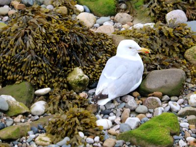 Herring Gull photo