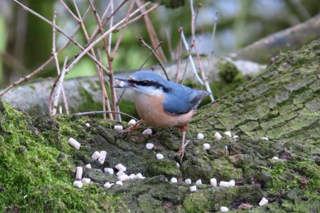 Nuthatch 02 photo