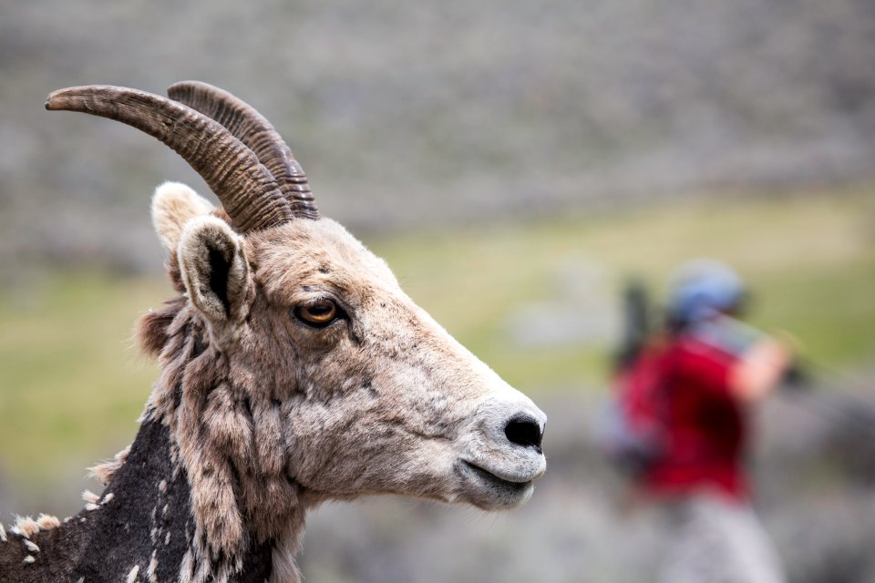 Bighorn ewe & photographer, Lamar Valley