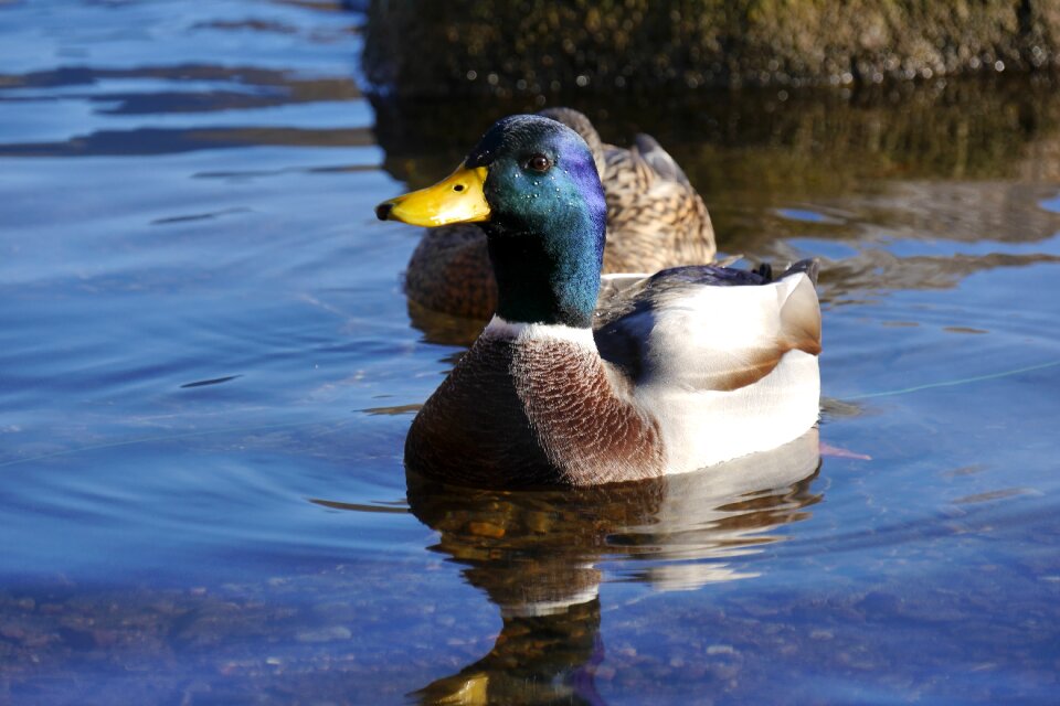 Duck tegernsee animals
