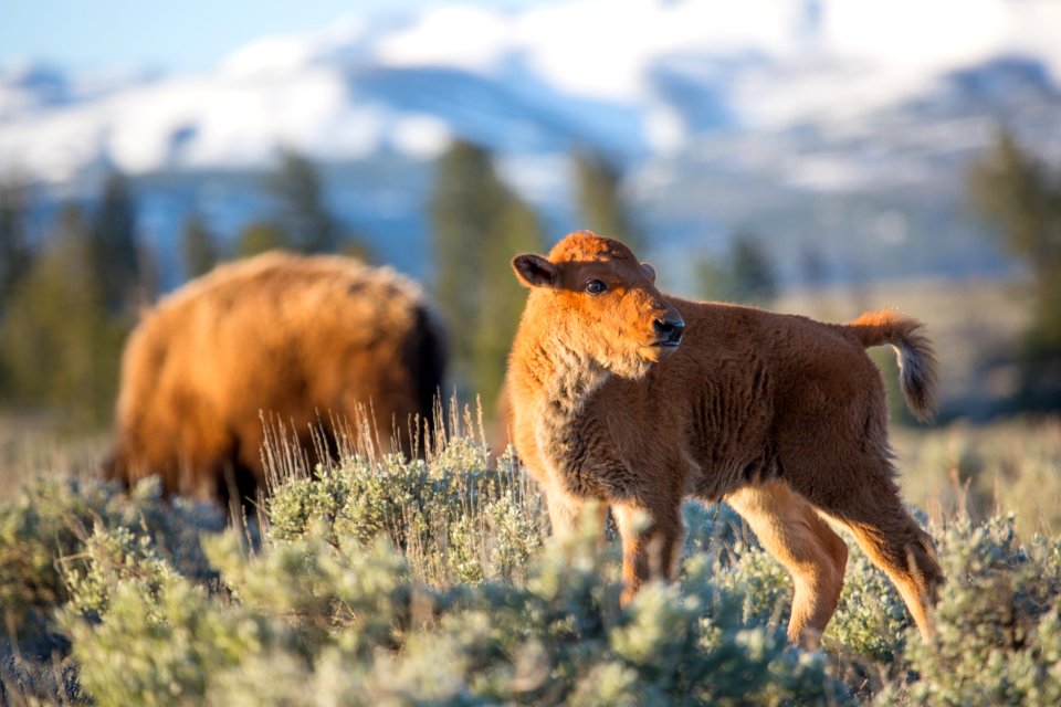 Bison at sunrise, Blacktail Deer Plateau