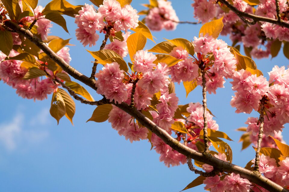 Cherry spring flowers photo