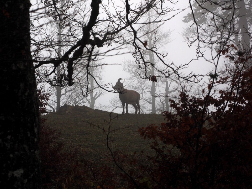 Fog foggy capra ibex