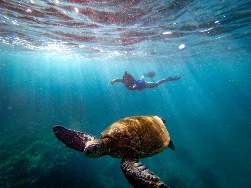 HIHWNMS snorkeler behind turtle