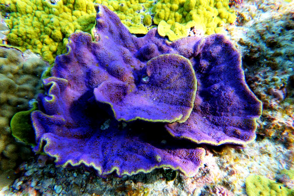 NMSAS - Purple Coral Swains Island