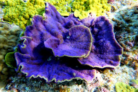 NMSAS - Purple Coral Swains Island photo