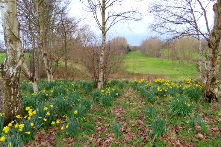 Daffodils in the rough