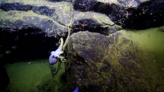 CINMS - Octopus - Arguello Canyon - EV Nautilus photo