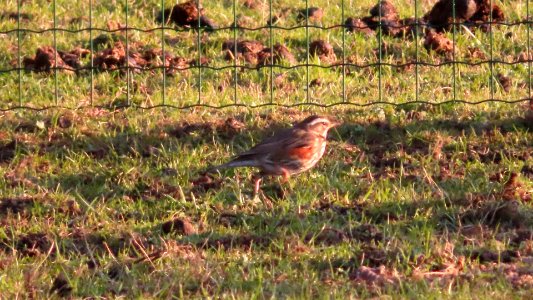 Fleeing Redwing