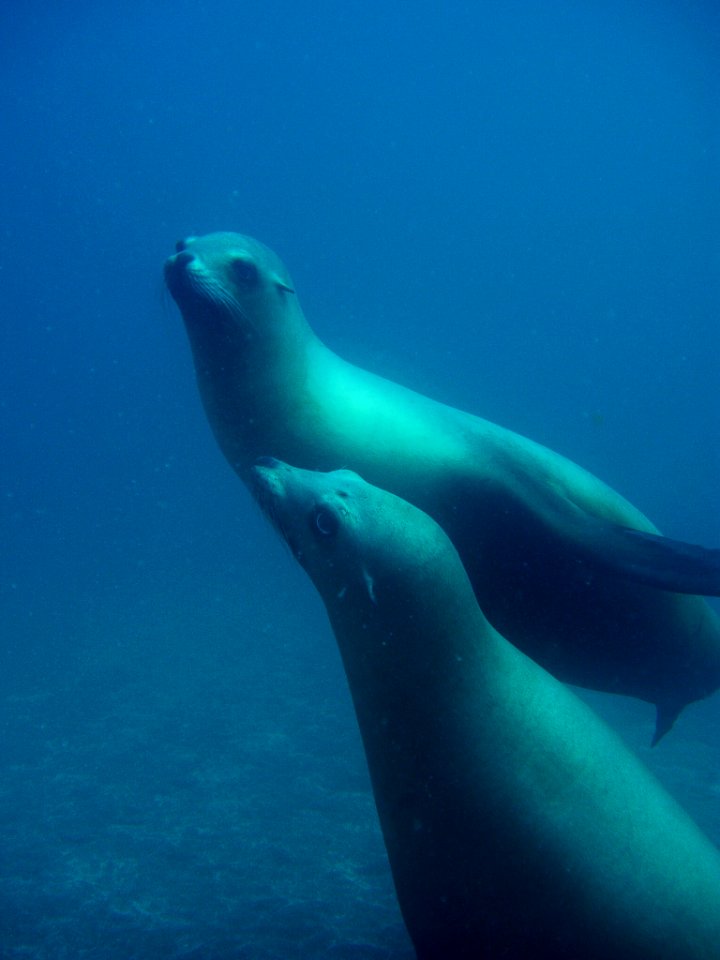 CINMS -- California Sea Lions