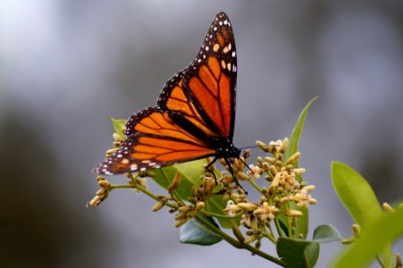 Wanderer, or Monarch butterfly feeding on Silkpod flowers photo