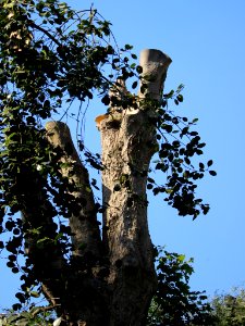 Tree Fungus 2 photo