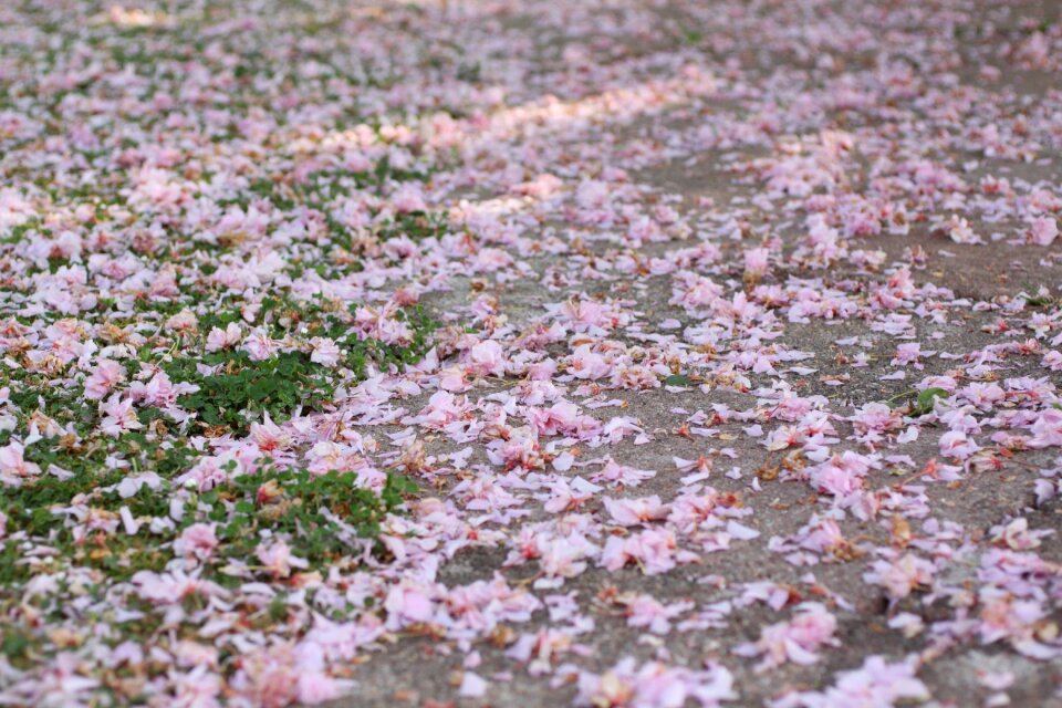 Meadow away scatter