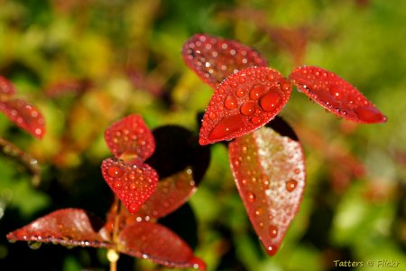 Morning after the rain (Brazilian cherry leaves)