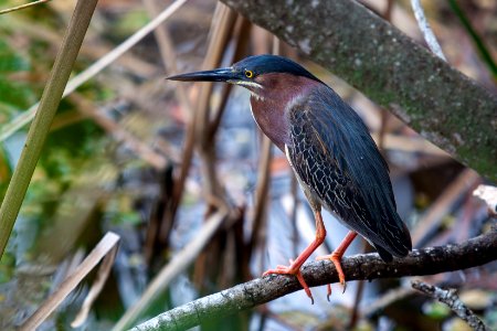 FKNMS - Green Heron photo