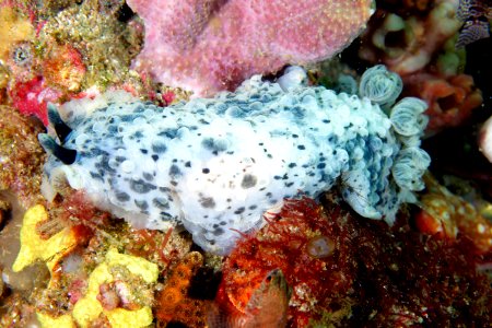 GRNMS - Warty Sea Slug - Dendrodoris Warta