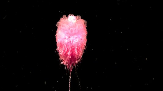 CINMS - Siphonophore