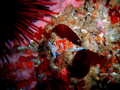 CINMS - hermissenda nudibranch photo