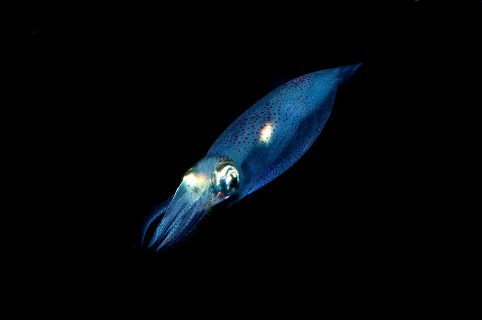 Atlantic Brief Squid