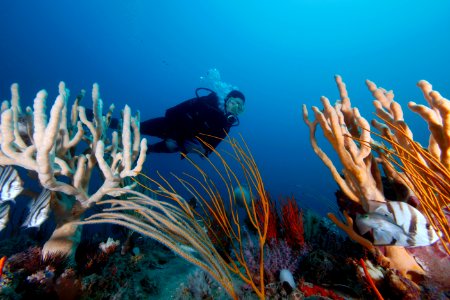 GRNMS-Diver, sponges, gorgonians and fishes photo