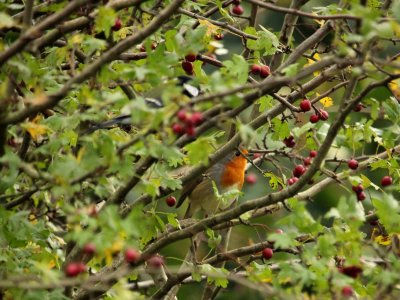 Tit Plays Hide & Seek photo