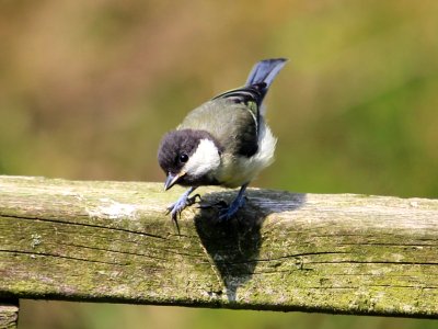 Young Great Tit photo