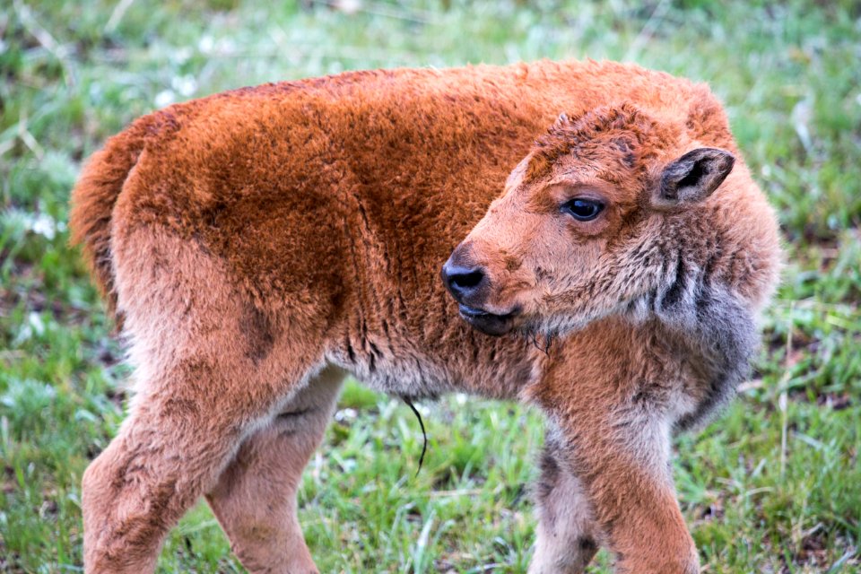 Bison calf, Lamar Valley