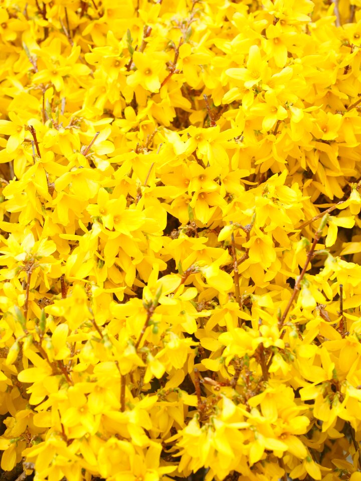 Yellow blossom bloom