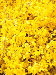 Yellow blossom bloom photo