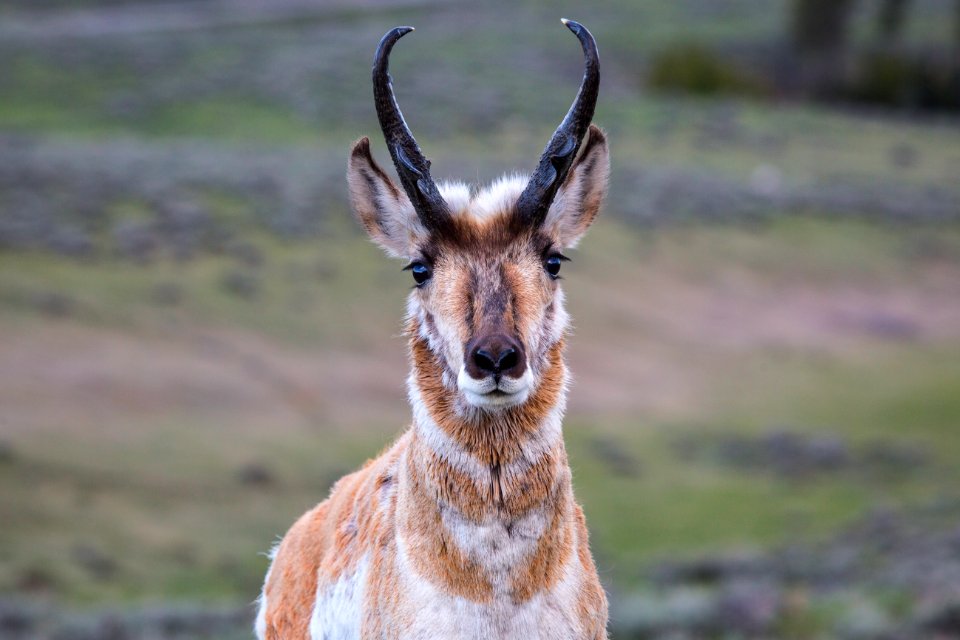 Pronghorn, Blacktail Deer Plateau