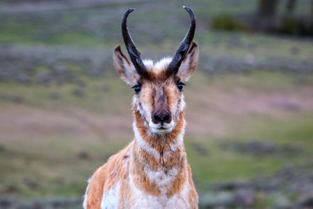 Pronghorn, Blacktail Deer Plateau