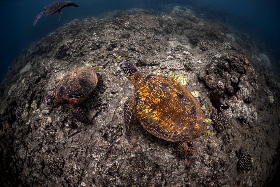 HIHWNMS turtles getting clean