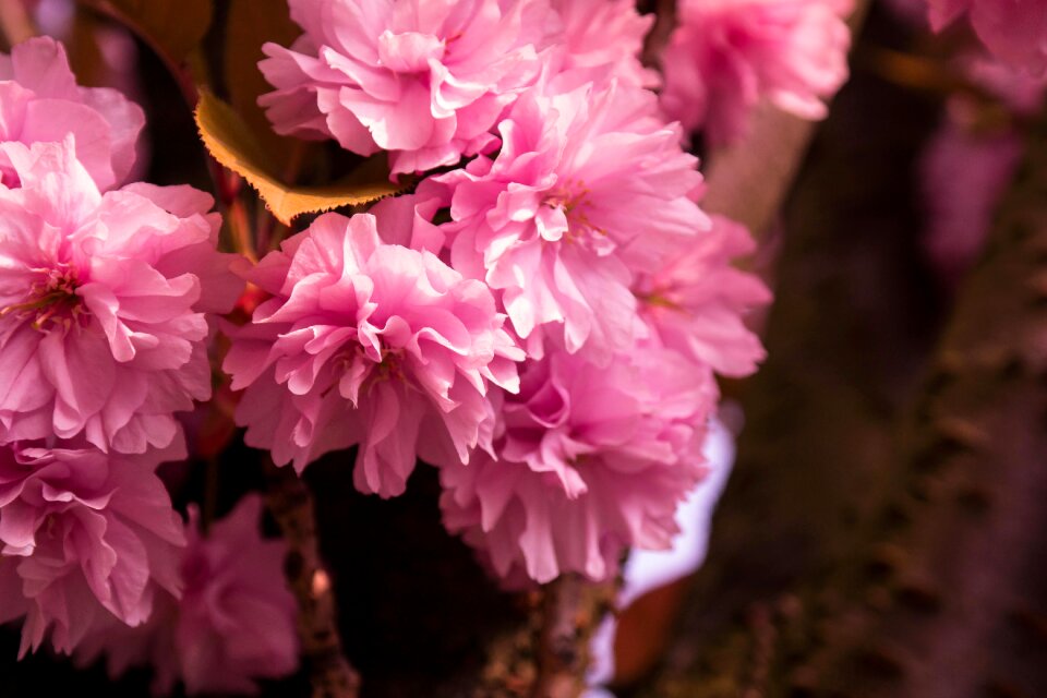 Cherry spring flowers