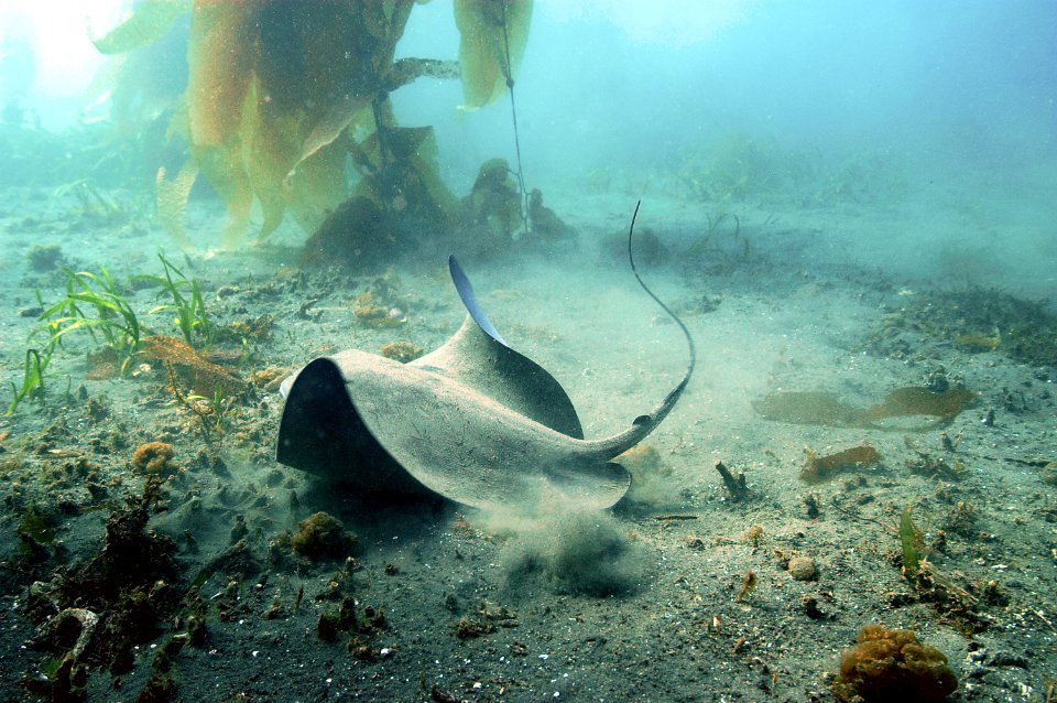 Bat Ray at Anacapa Island, Channel Islands National Marine Sanctuary