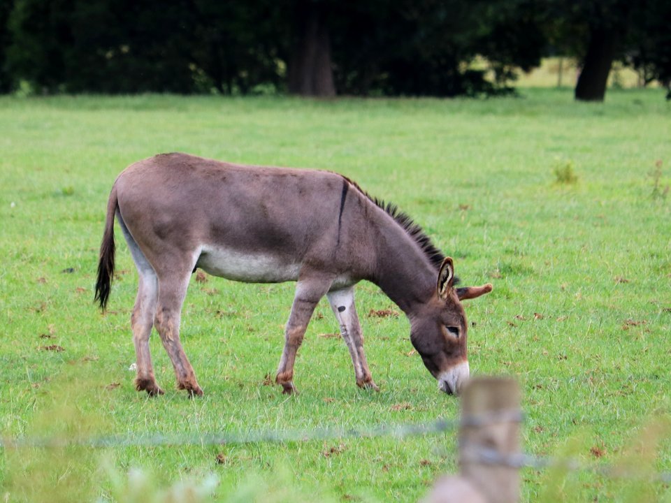 This is Donkey "Fred".