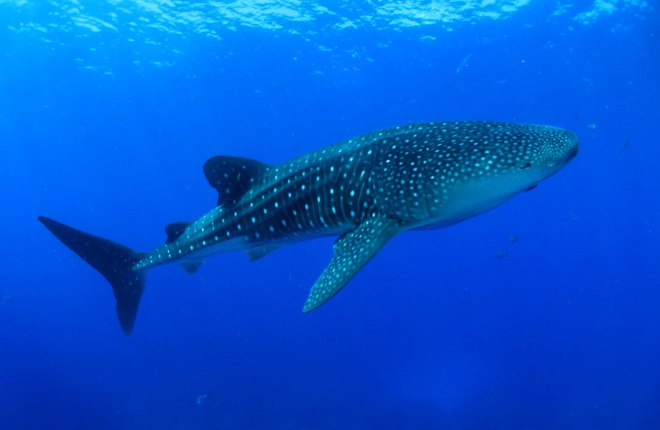 FGBNMS -- Whale Shark
