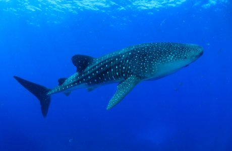 FGBNMS -- Whale Shark