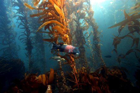 CINMS fish in kelp forest photo