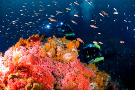 CBNMS Orange Reef