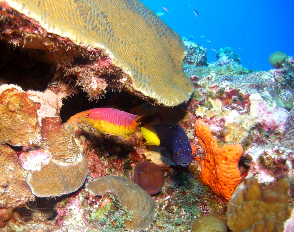 Flower Garden Banks Reef Scene