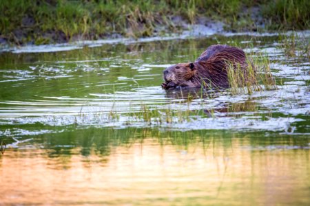 Beaver, Lamar River