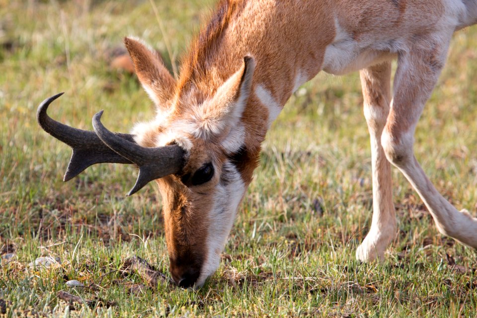 North American Pronghorn, Lamar Valley