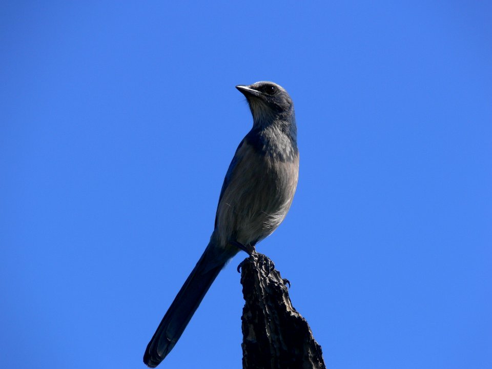 Florida Scrub Jay